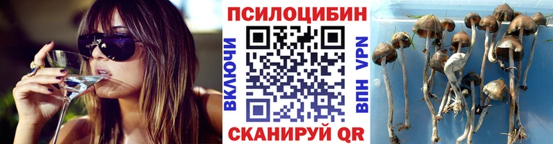 Галлюциногенные грибы Psilocybe  закладки  Шагонар 
